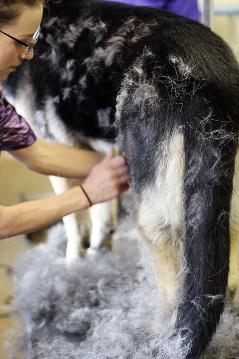Hondenkapper Valuas🐩 - 2