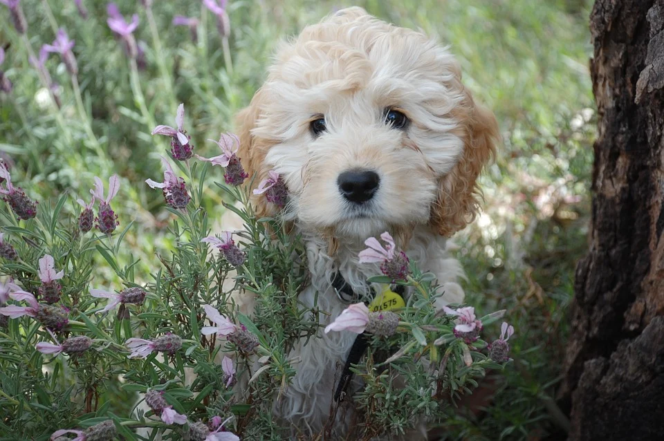 Hondenkapper Valuas🐩