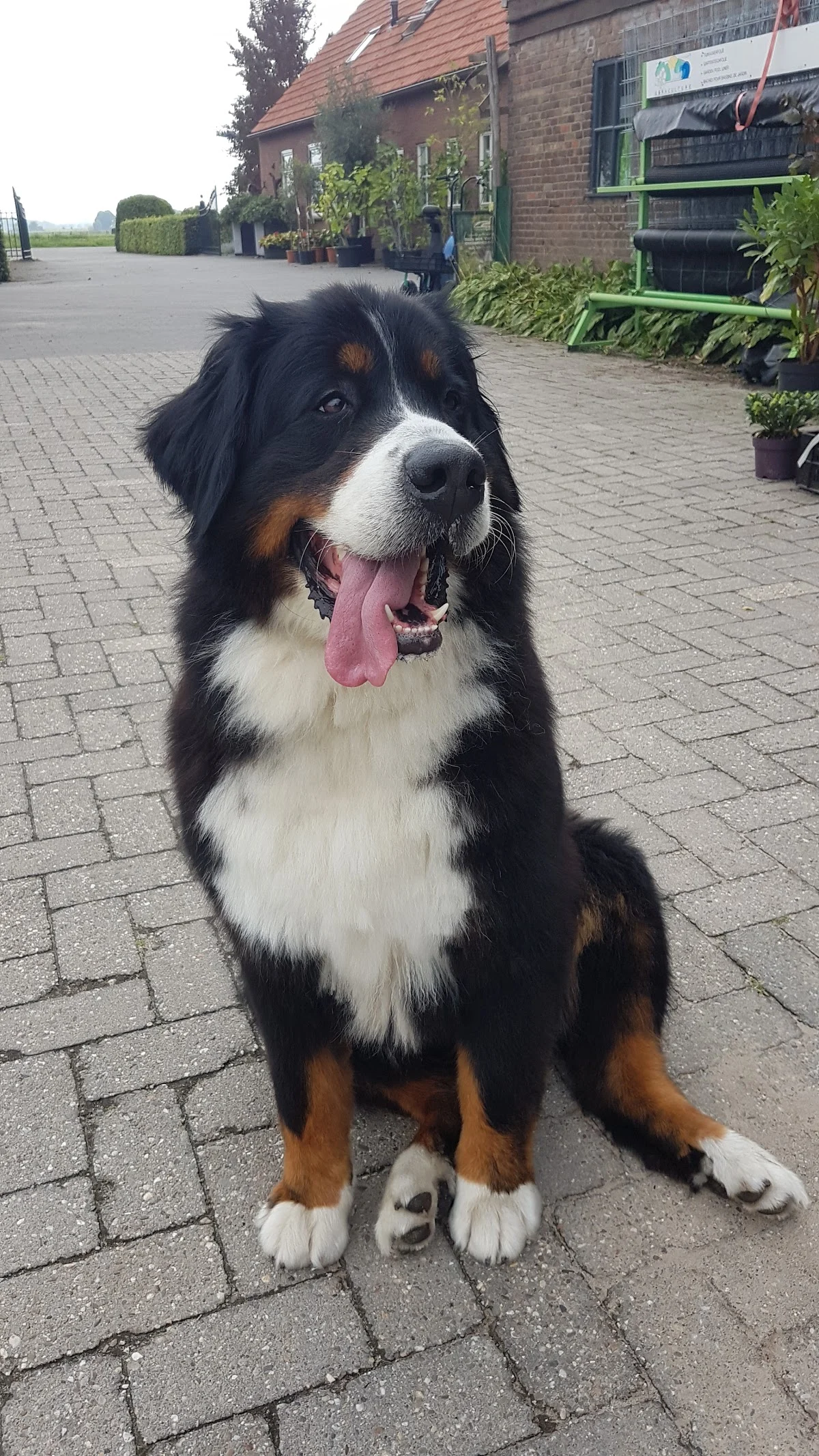 Hondenopvang In De Boomgaard