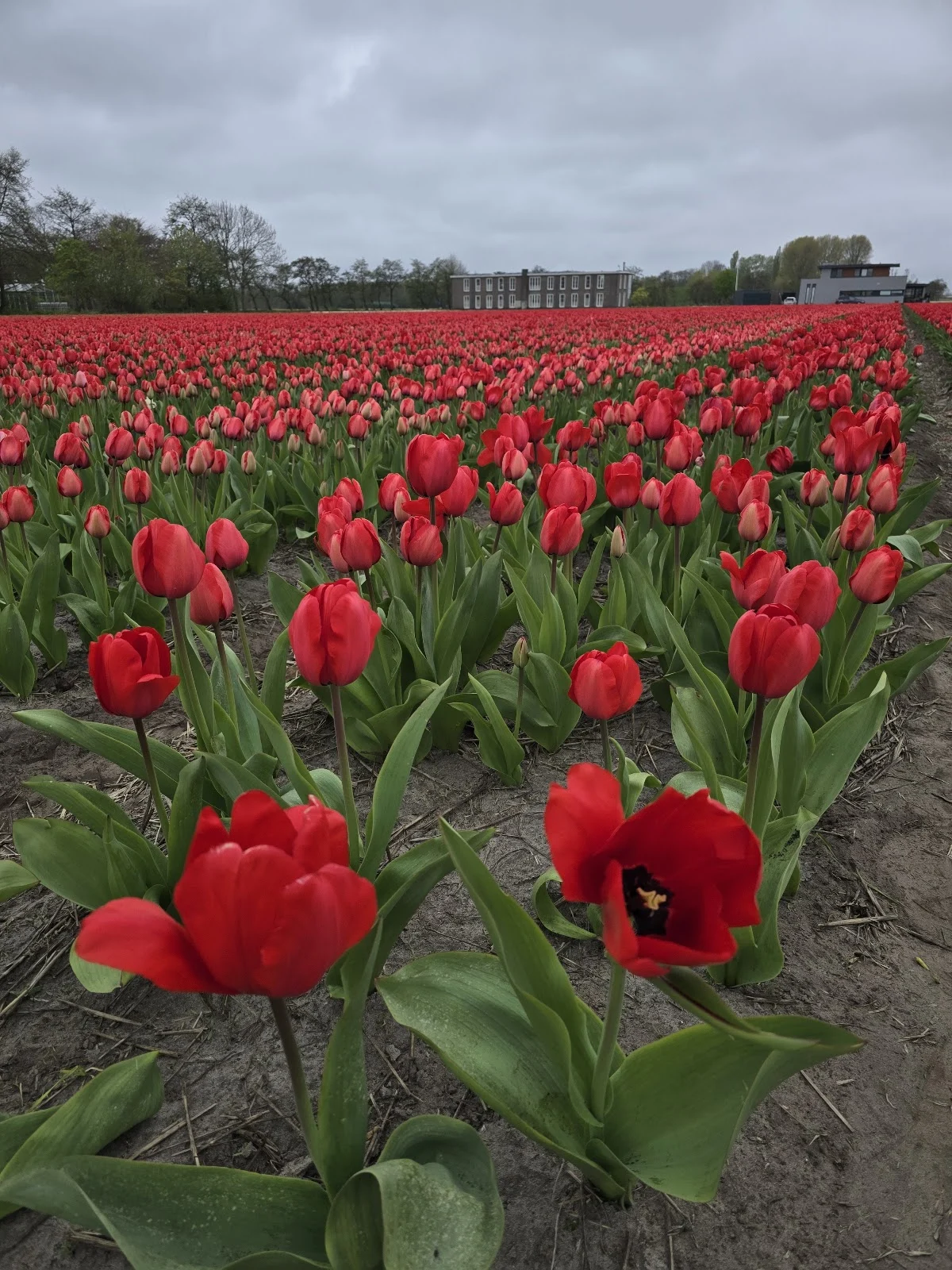 Hondenpension Meijenrode