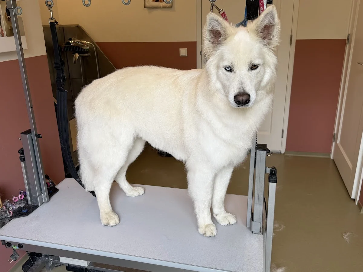 Hondensalon Cell🐩