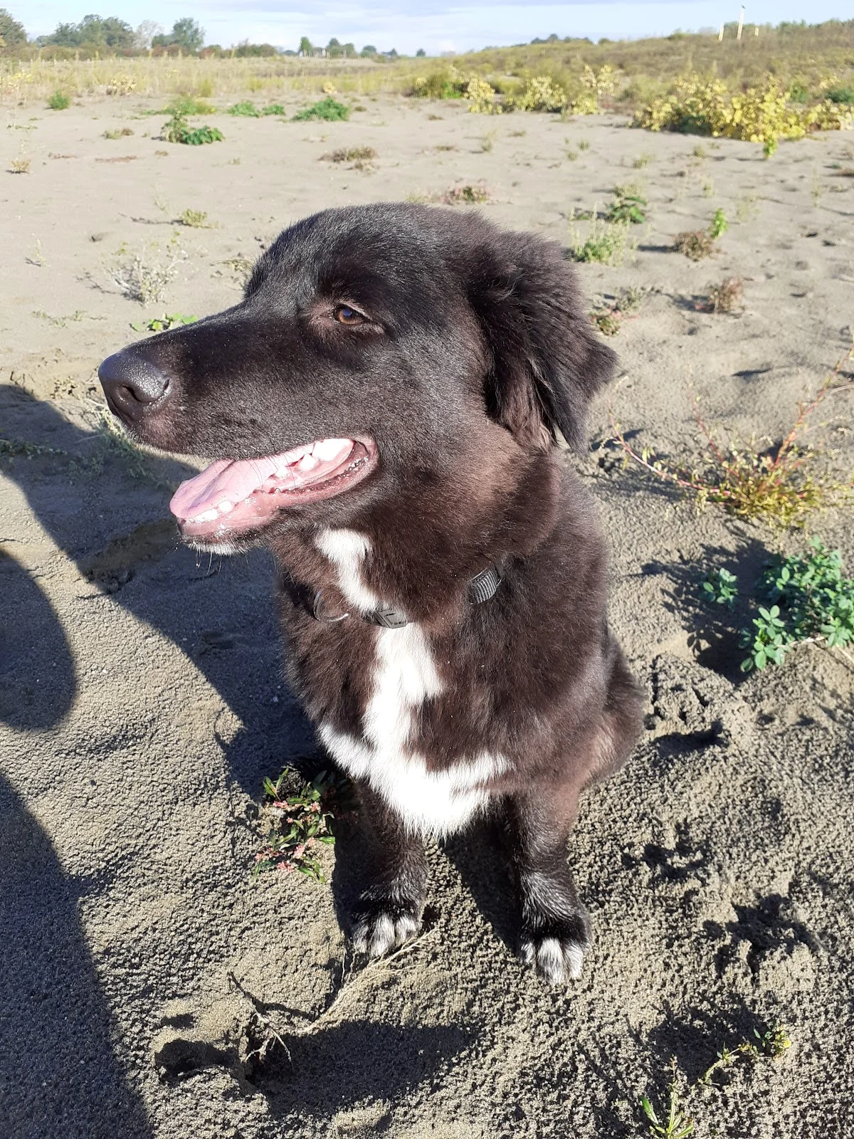 Hondenschool Roxy - 2