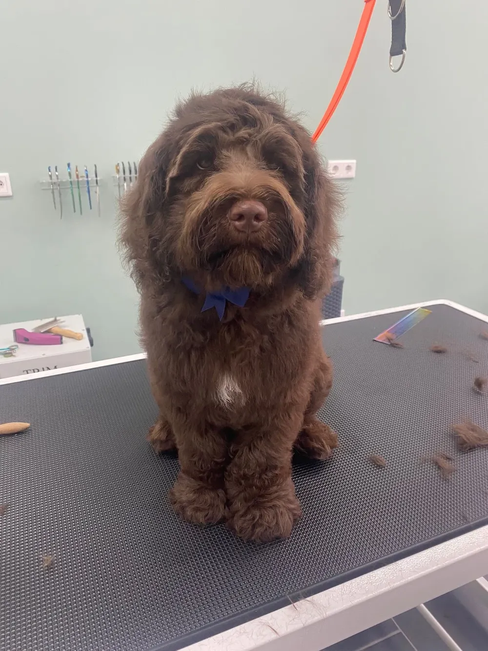 Hondentraining Valkenswaard | Puppycursus & hondentraining op maat - 2