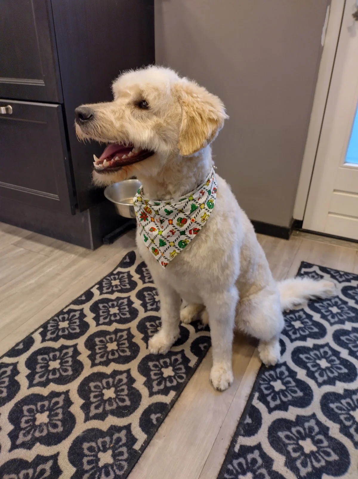 Hondentrimsalon Bella Perro🐩