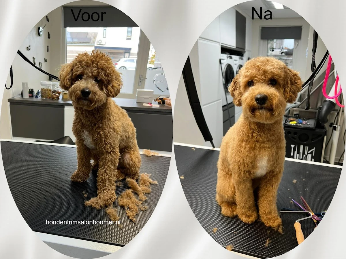 Hondentrimsalon Boomer🐩