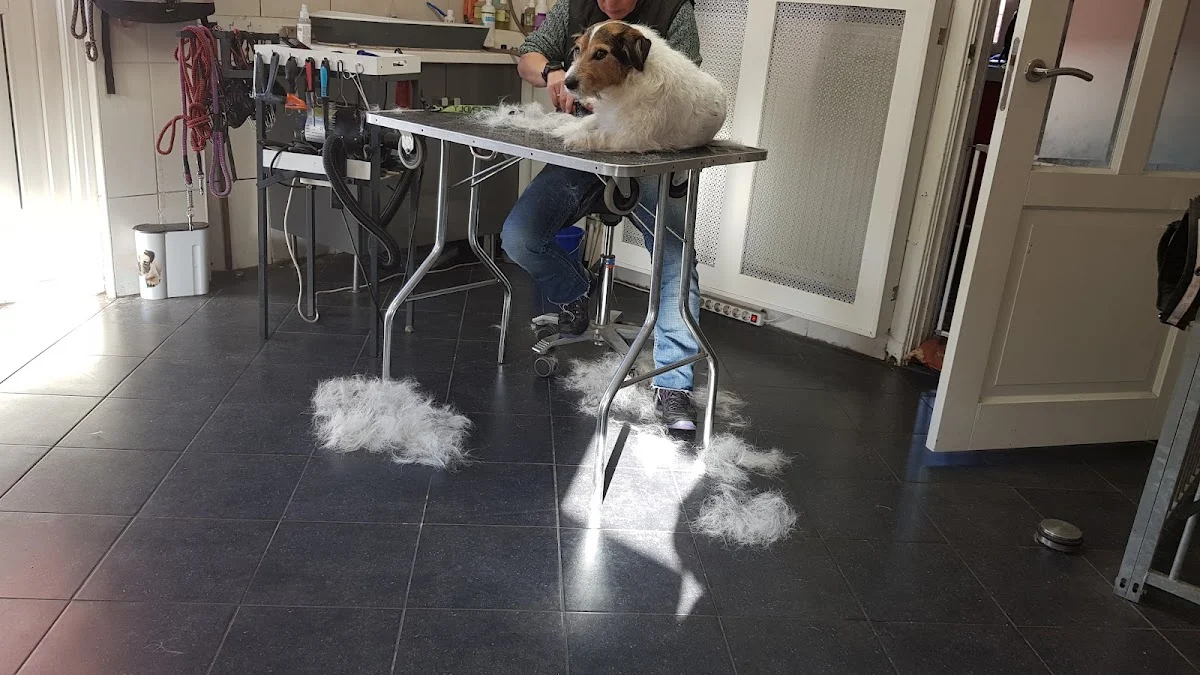 Hondentrimsalon Ciine Fericit - 2