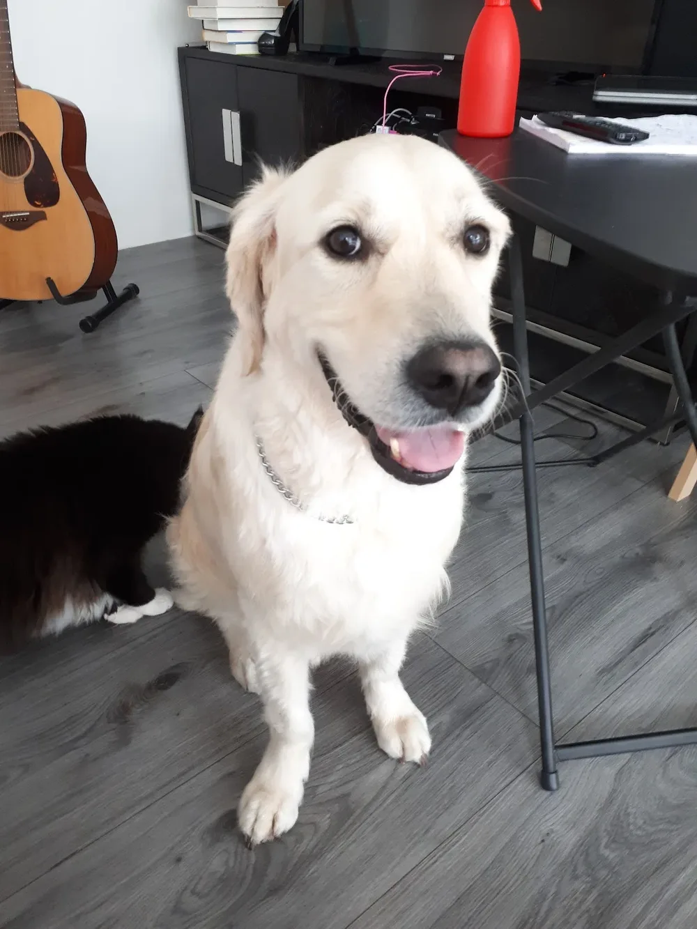 Hondentrimsalon Dierenzorg Ypenburg