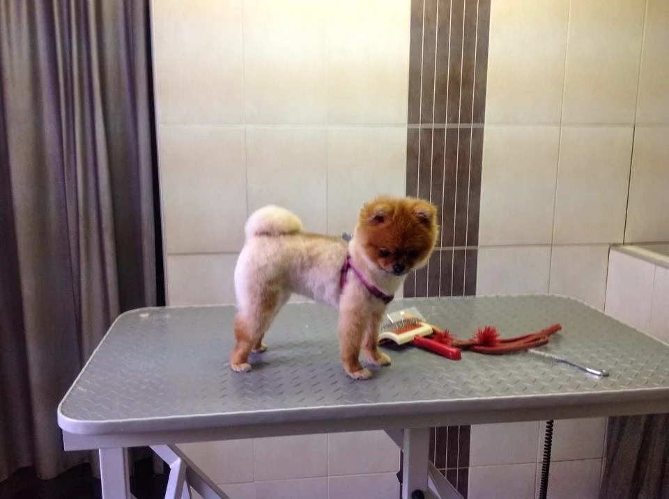 Hondentrimsalon Dog star - 2