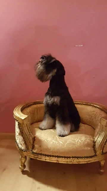 Hondentrimsalon Dogs Palace Nijmegen🐩 - 2