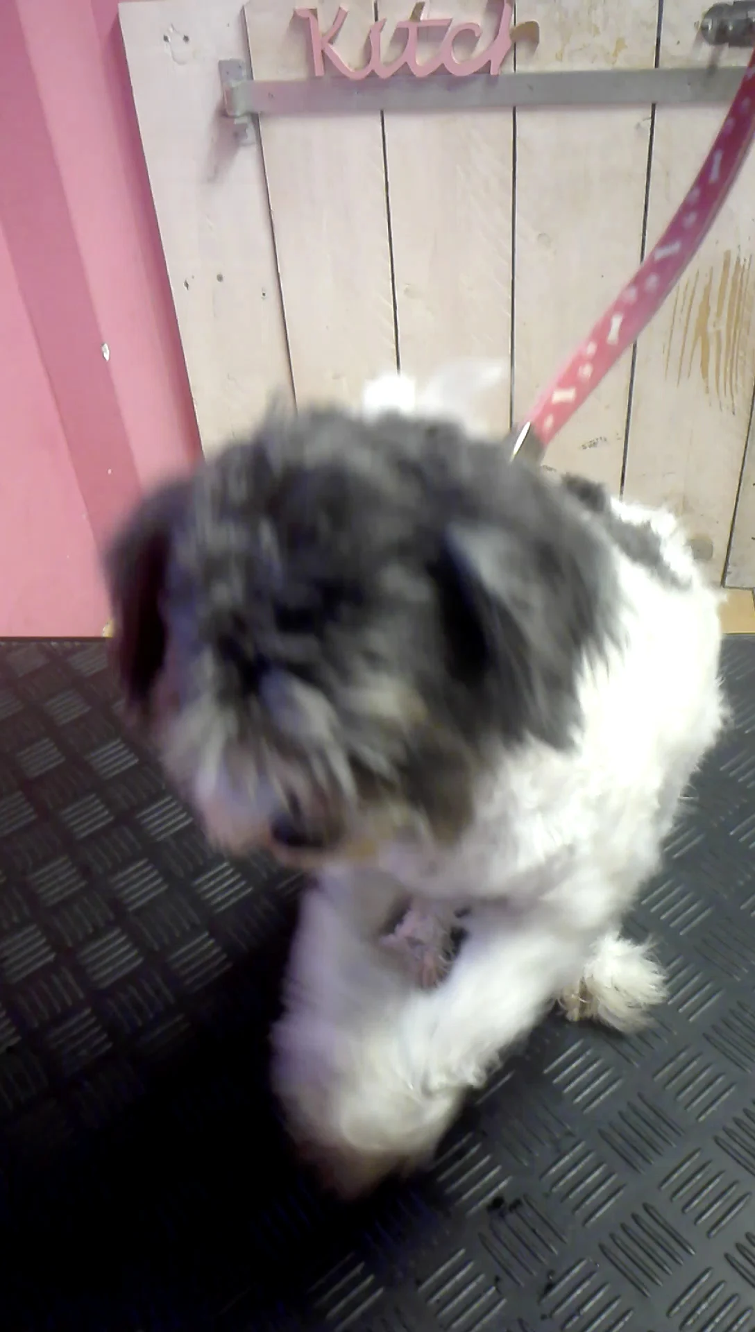 Hondentrimsalon Dogs Palace Nijmegen🐩 - 3