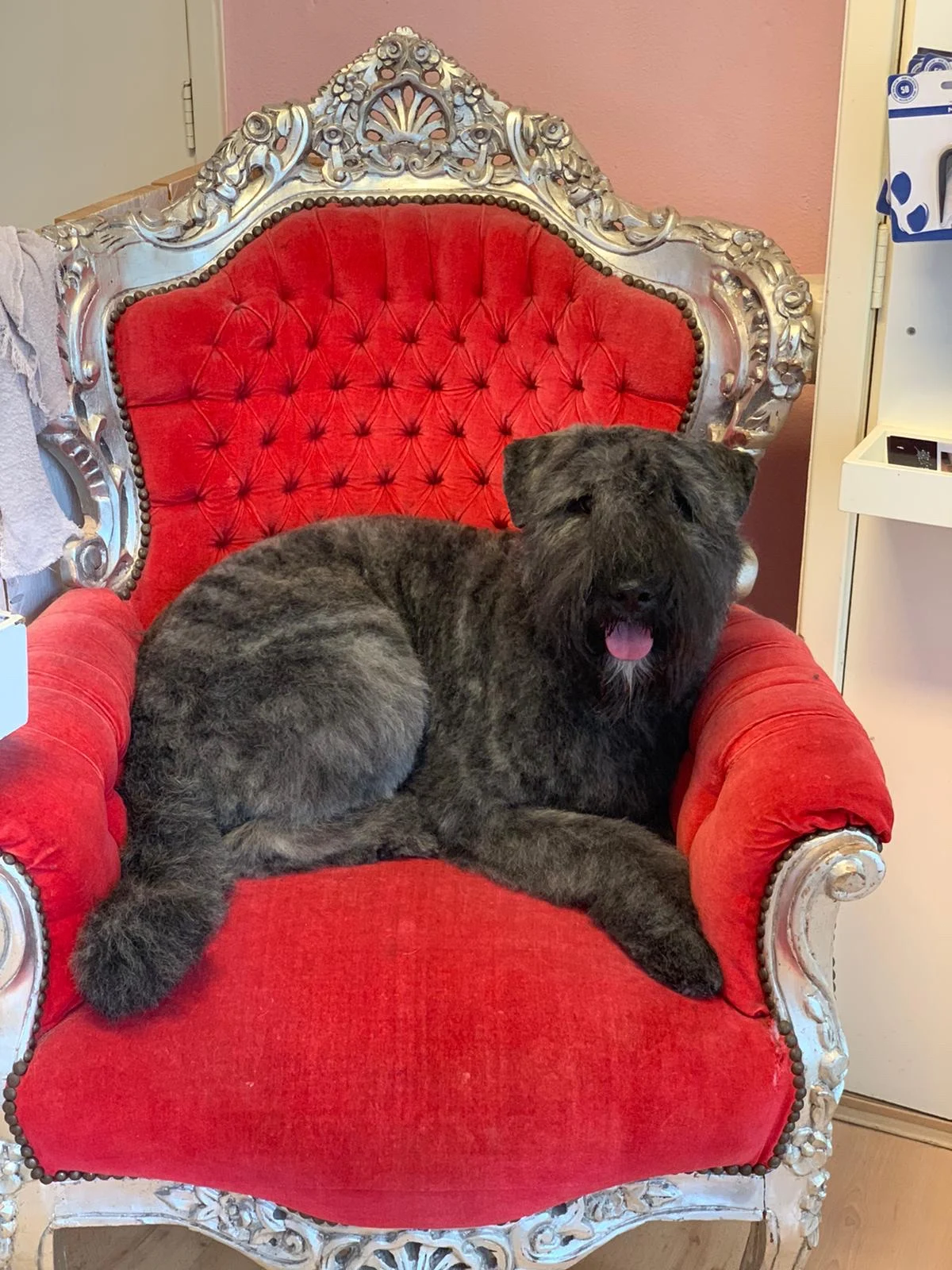 Hondentrimsalon Dogs Palace Nijmegen🐩