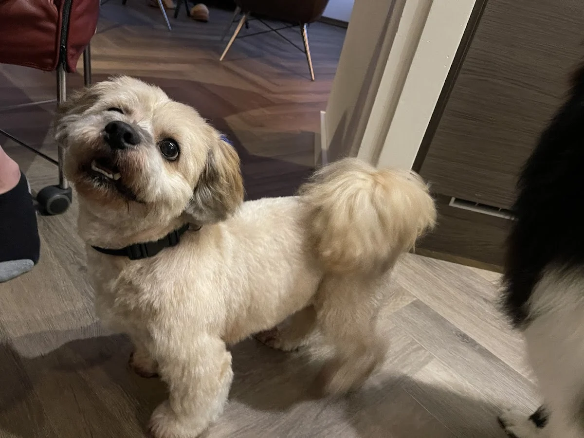 Hondentrimsalon Knip & Pluk🐩