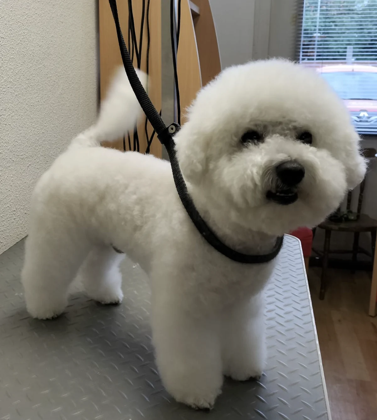 Hondentrimsalon Max - 2