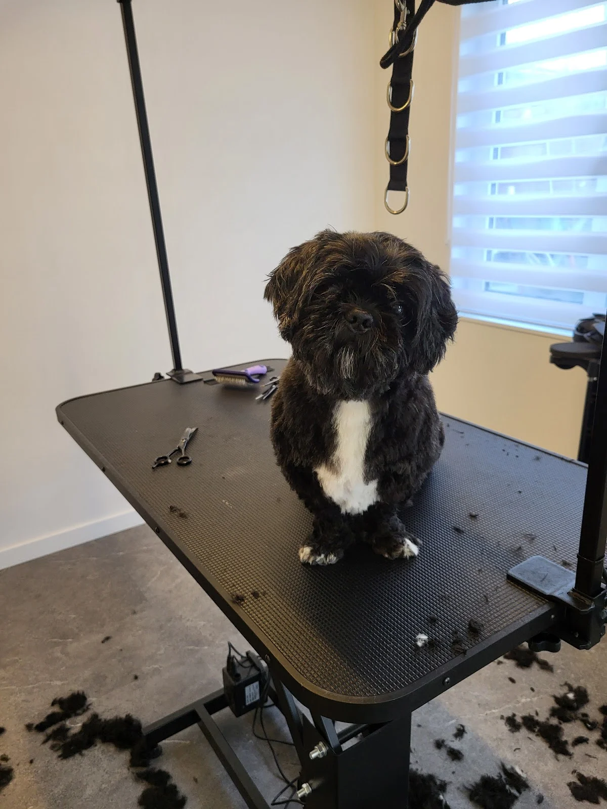 Hondentrimsalon Mirjam