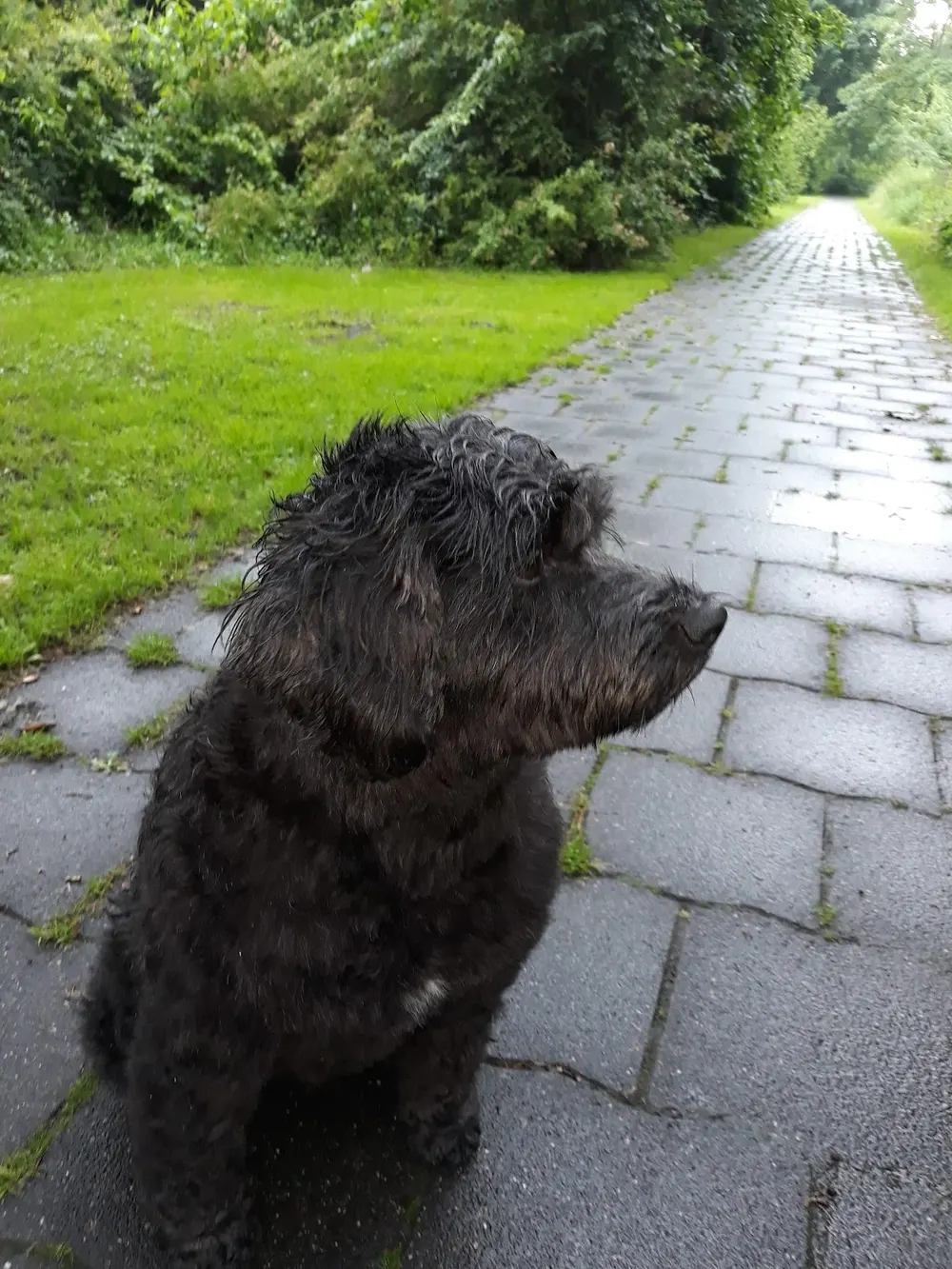 Hondentrimsalon Oscar🐩