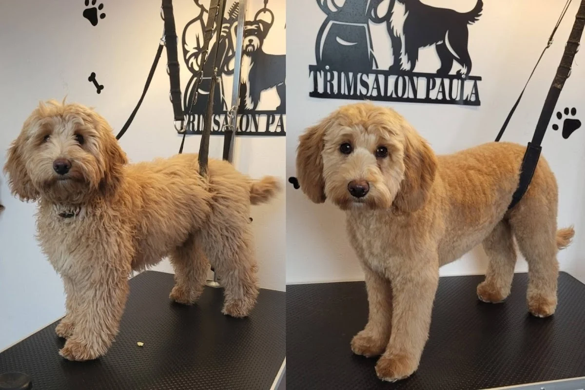 Hondentrimsalon Paula (Nijmegen) - 2