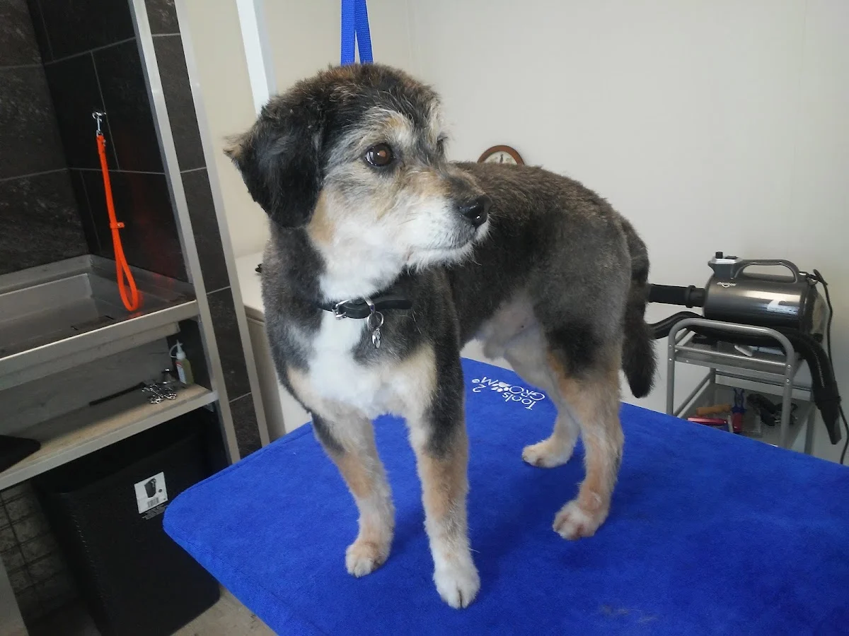 Hondentrimsalon Snuffel - 3