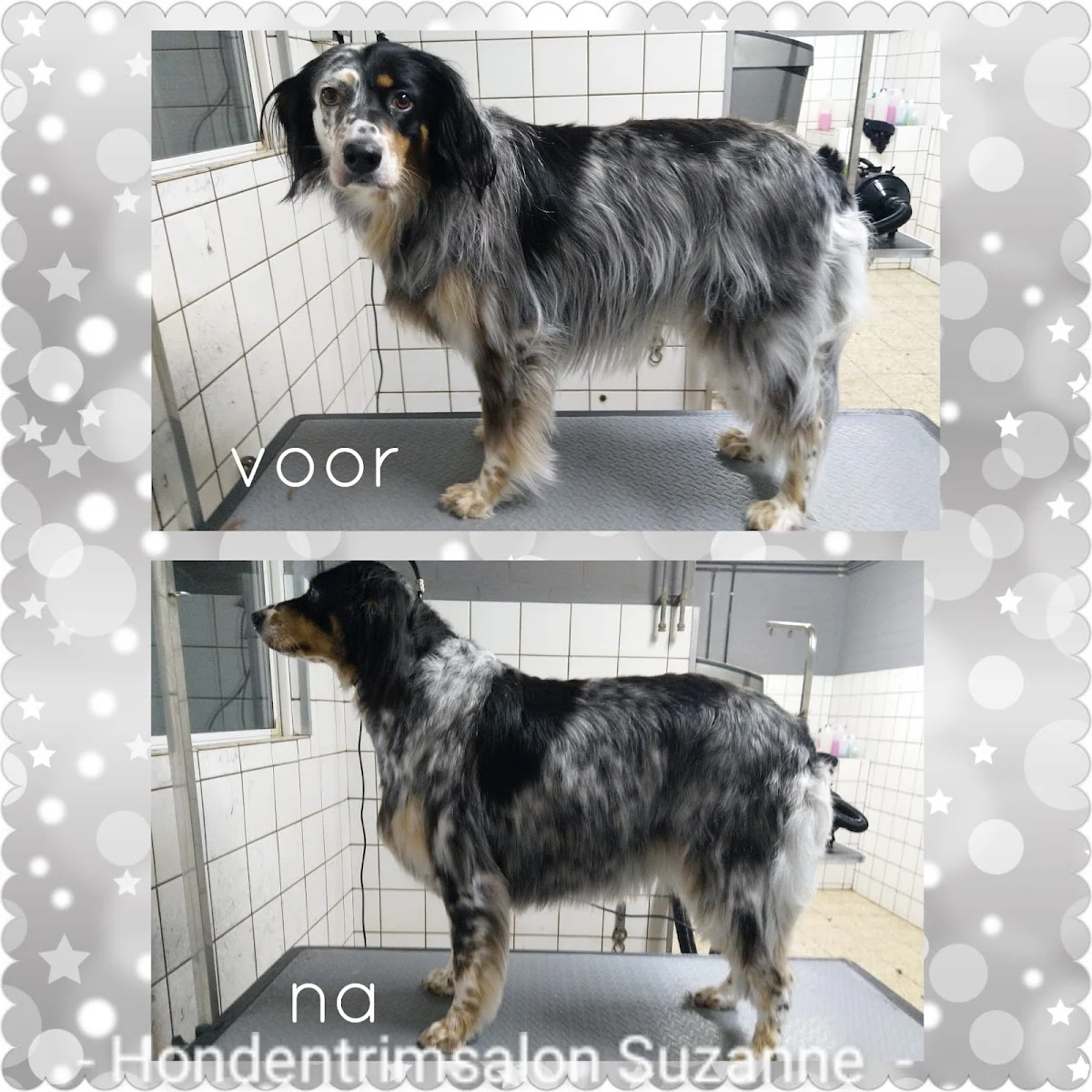 Hondentrimsalon Suzanne🐩