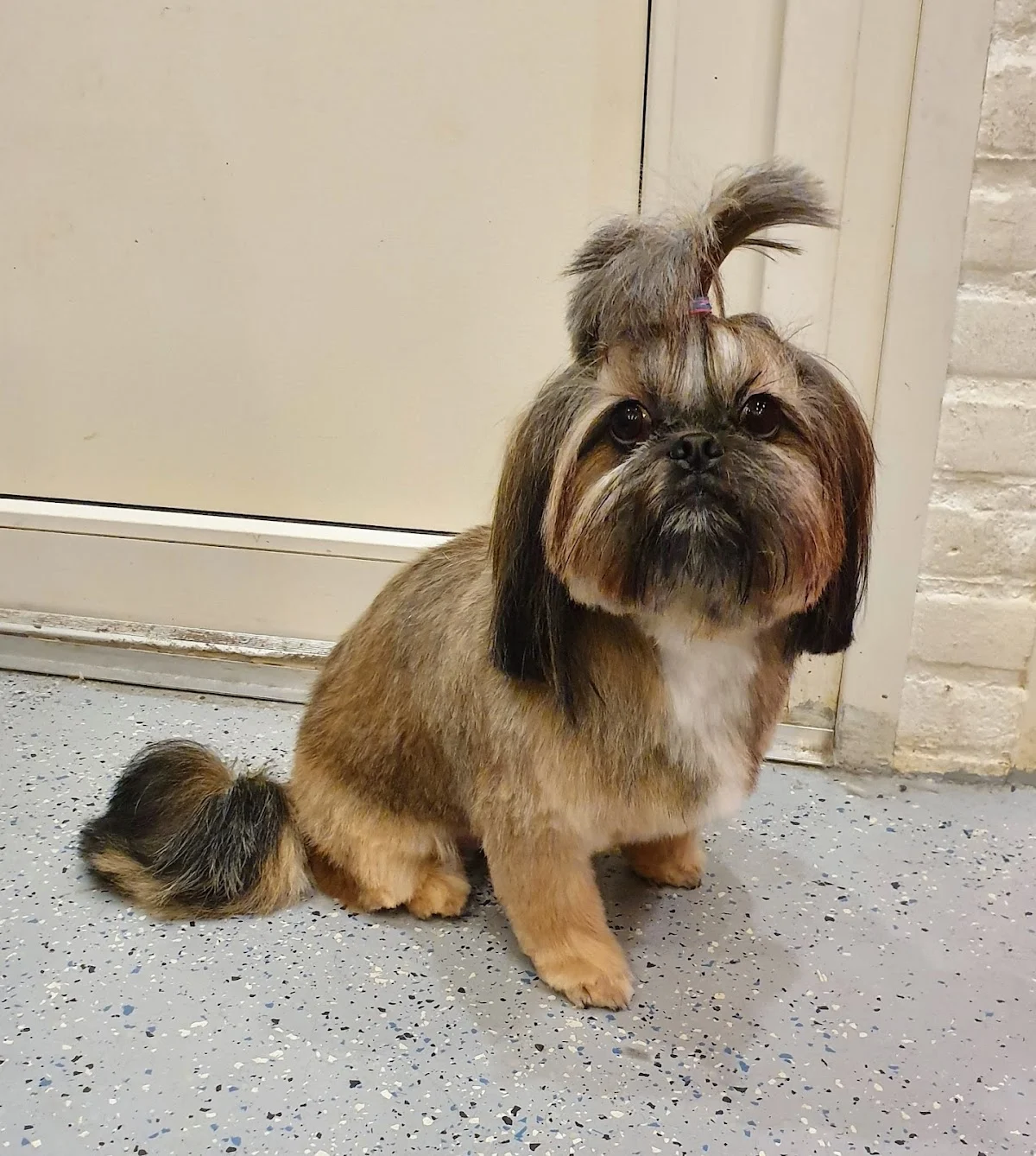 Hondentrimsalon Yvette