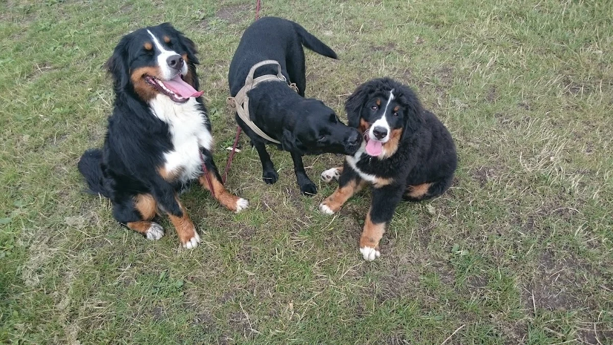 Hondenuitlaatservice Amys Dogz - 2