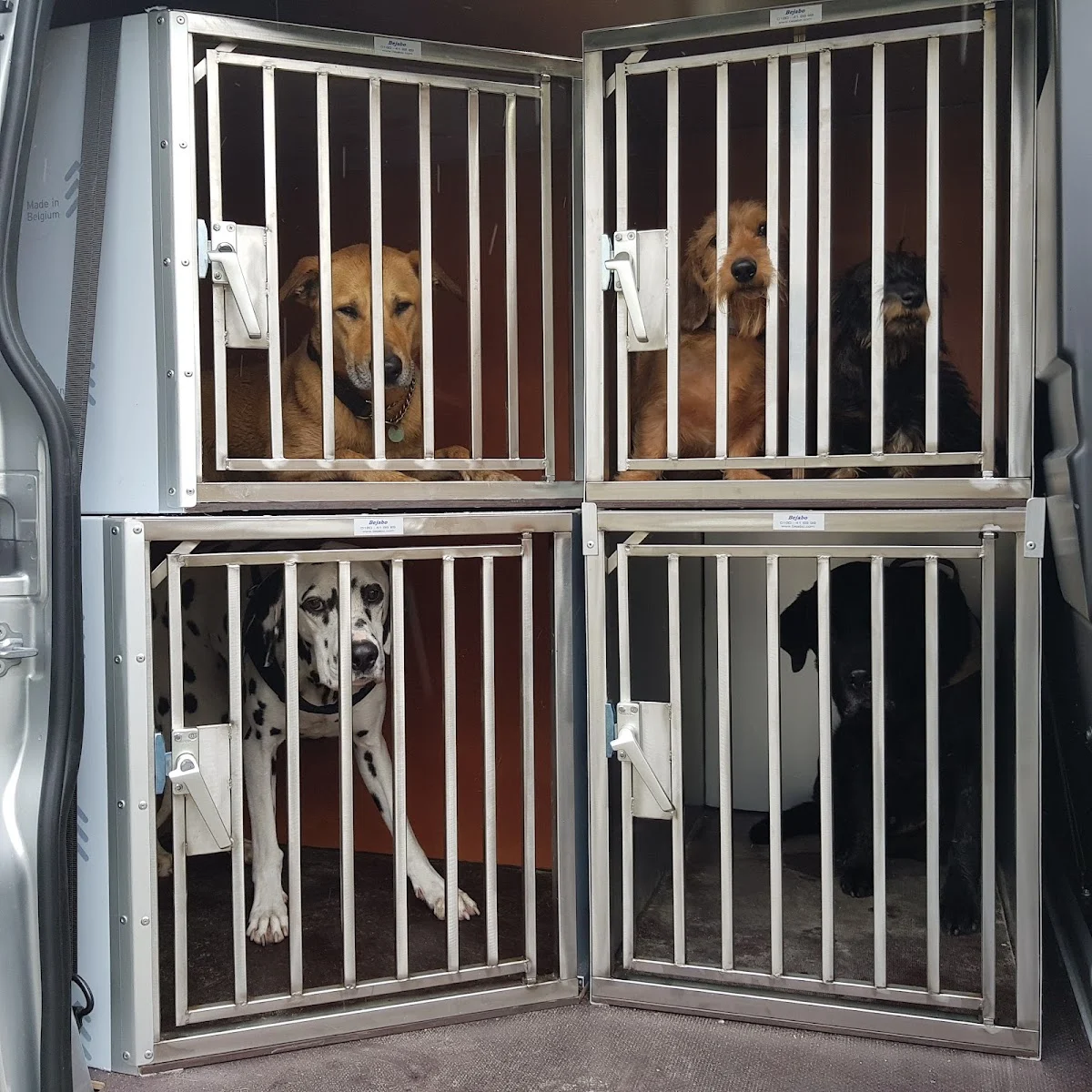 Hondenuitlaatservice Amys Dogz