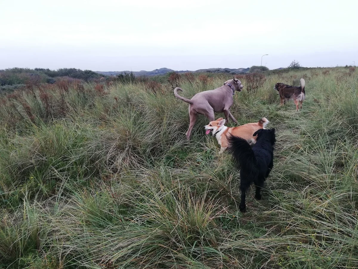 Hondenuitlaatservice de Bollenstreek - 3