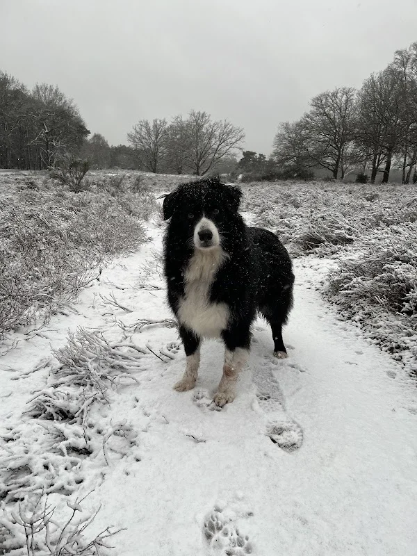 Hondenuitlaatservice de Uitgelaten Hond