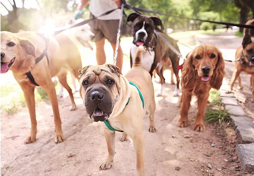 Hondenuitlaatservice Joy4dogs