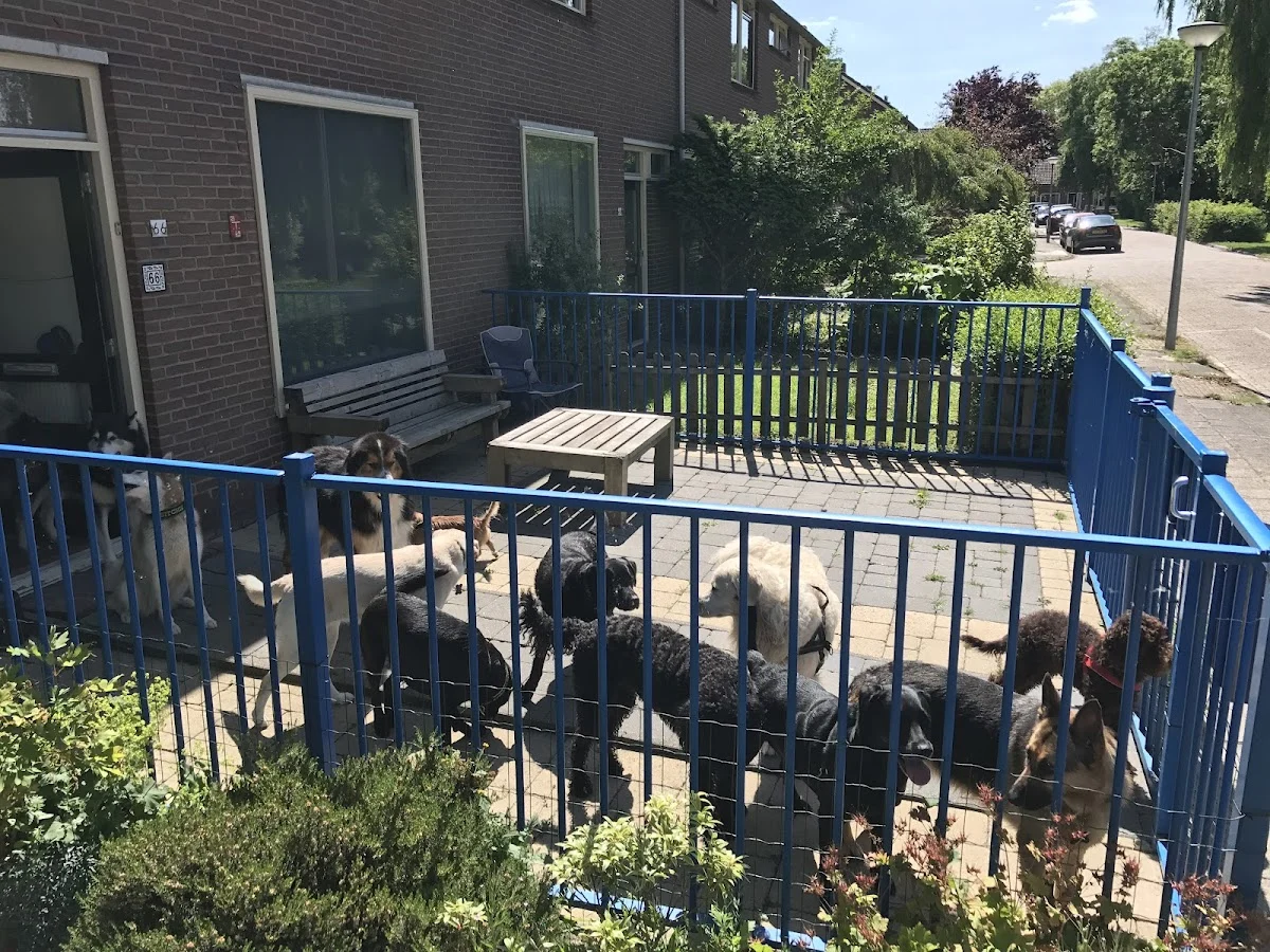Hondenuitlaatservice Oostzaan - 2