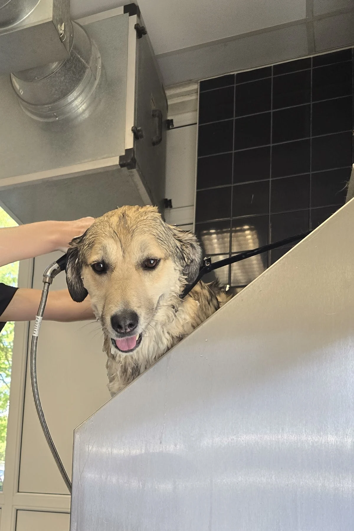 Hondenverzorgingssalon Piekfijn🐩 - 2
