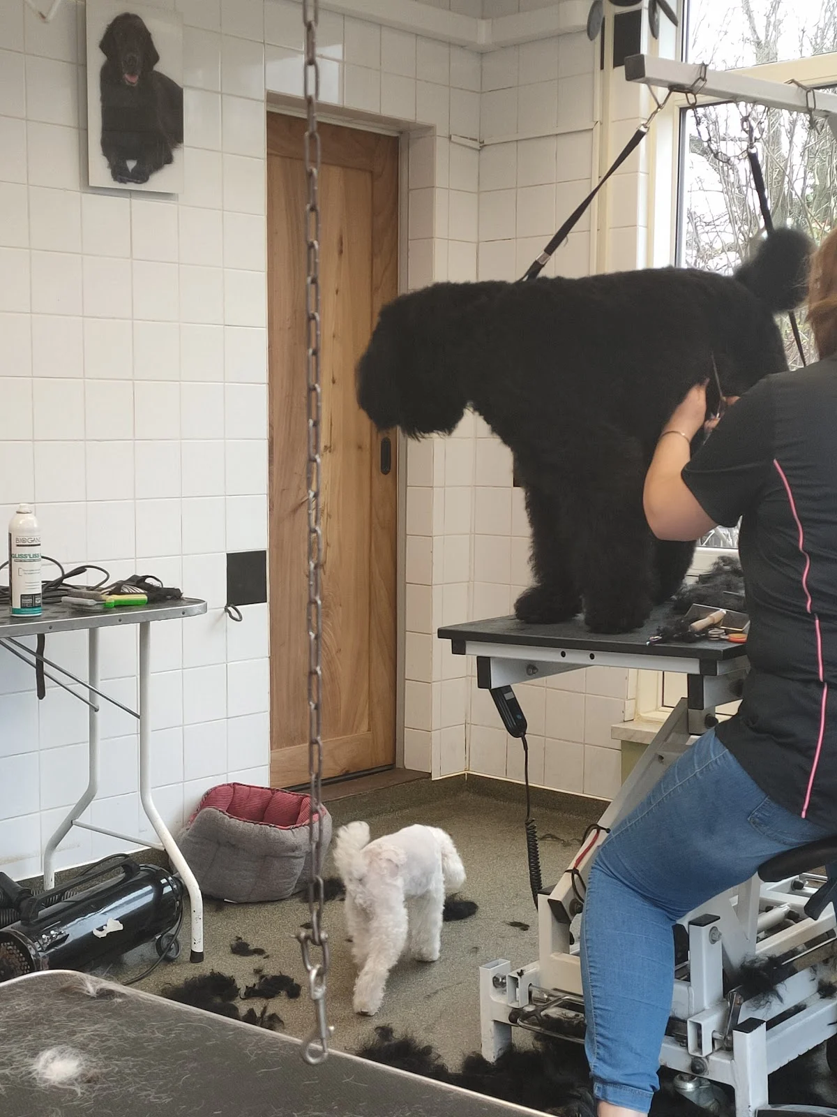 Hondenverzorgingssalon Piekfijn🐩 - 3
