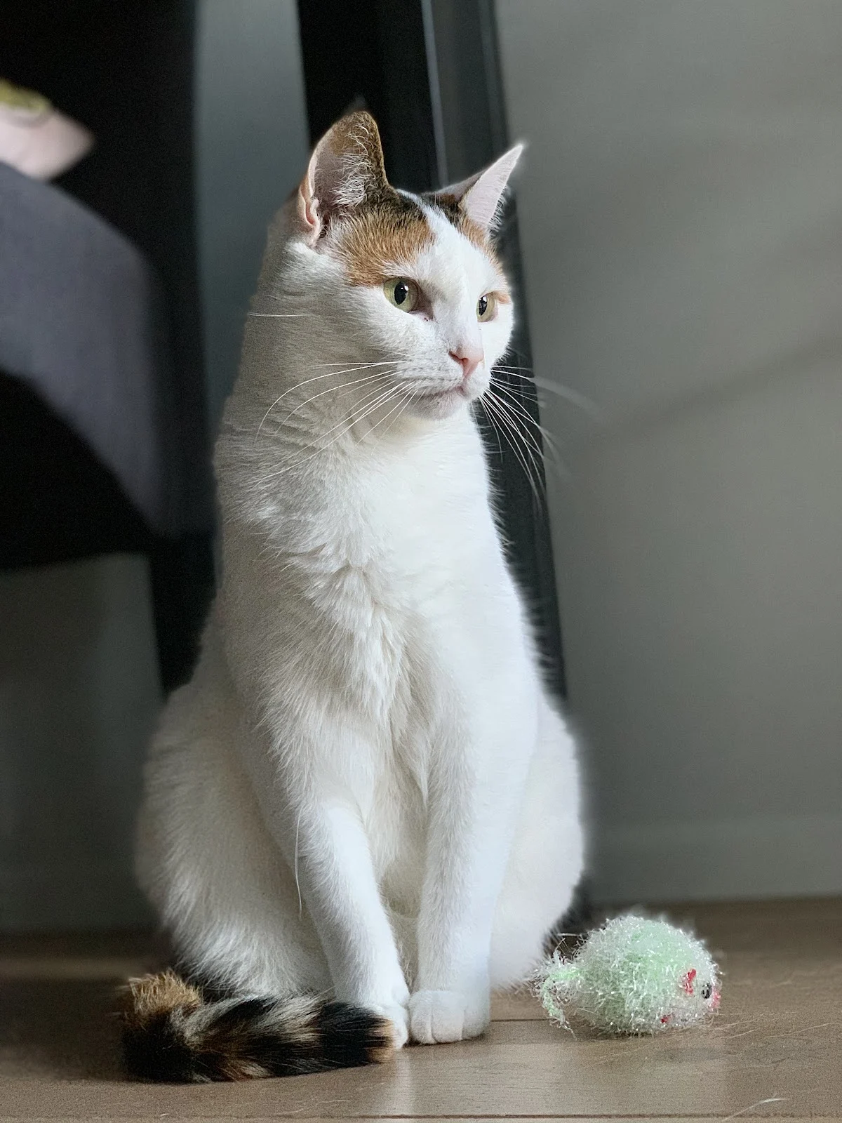 Huisdierenservice Nikita