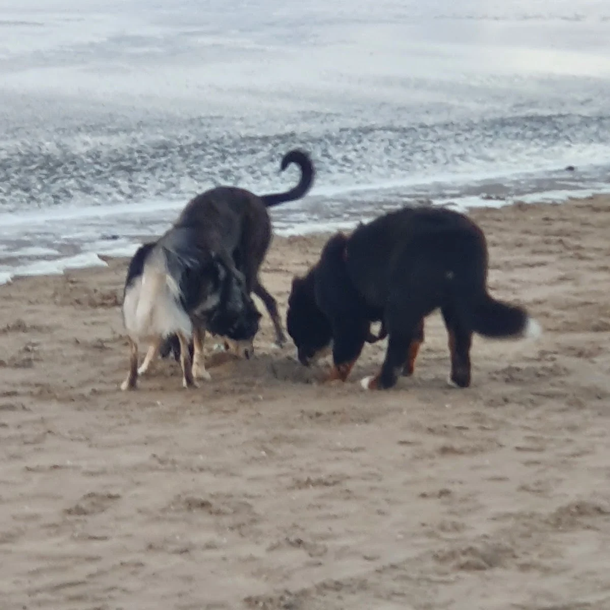 Hundespaziergang