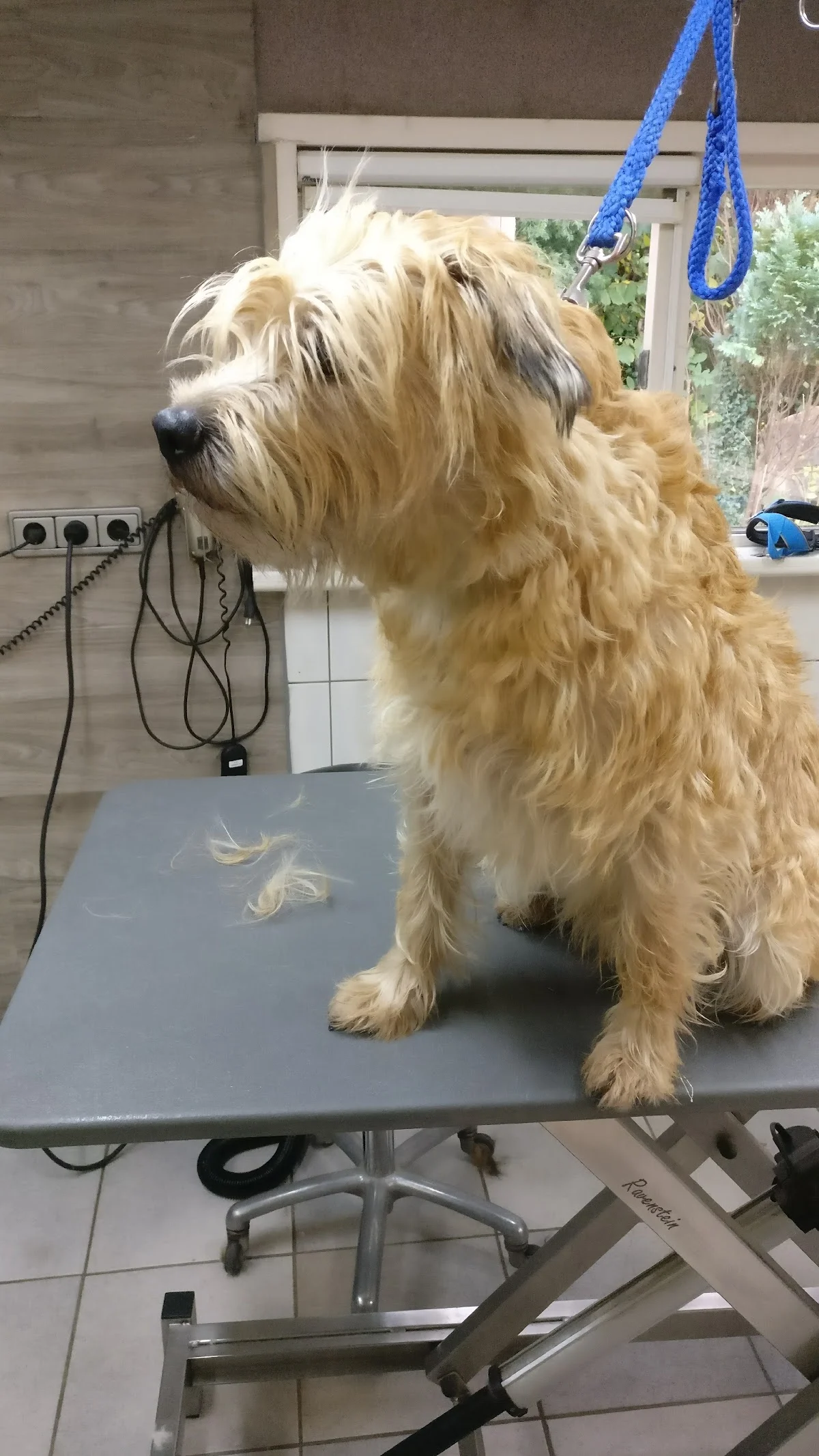 Juco Dierenhotel Trim- en stylingsalon