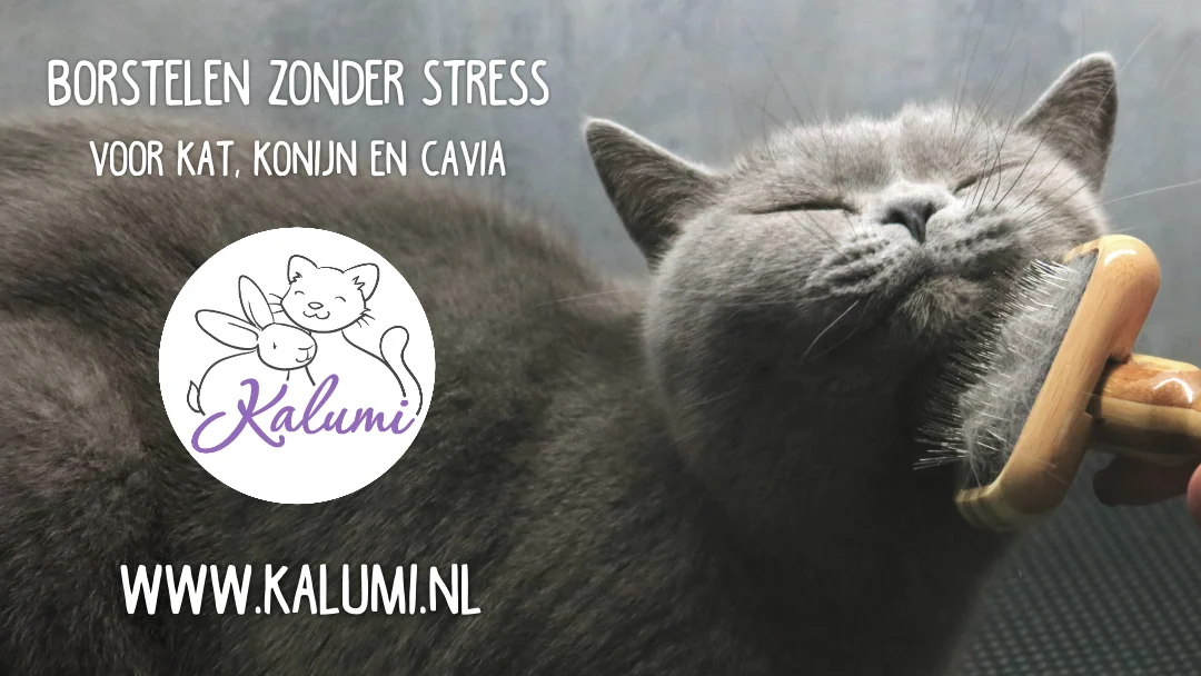 Kalumi Trimsalon en Trimcollege - 4