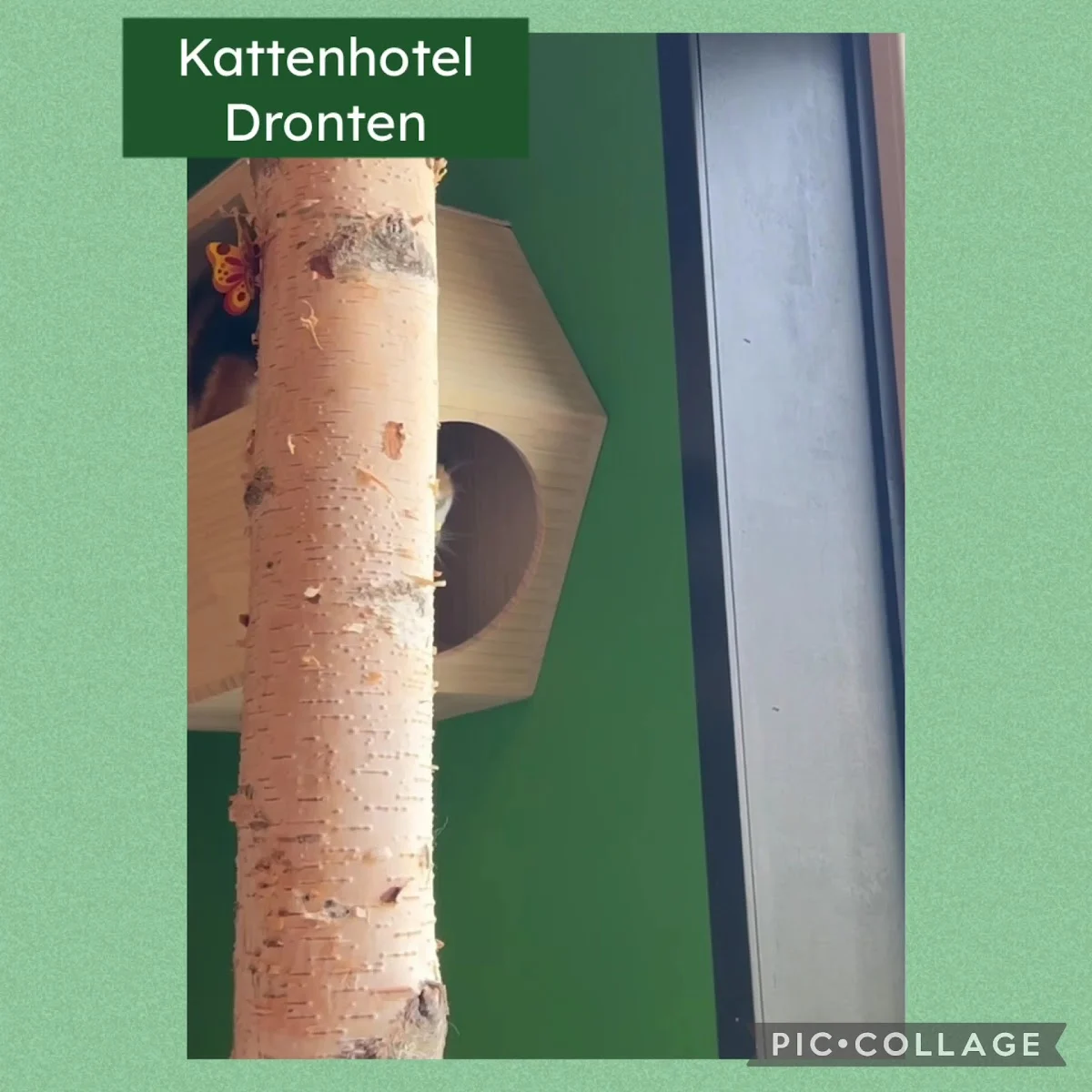Katten Hotel Dronten - 3