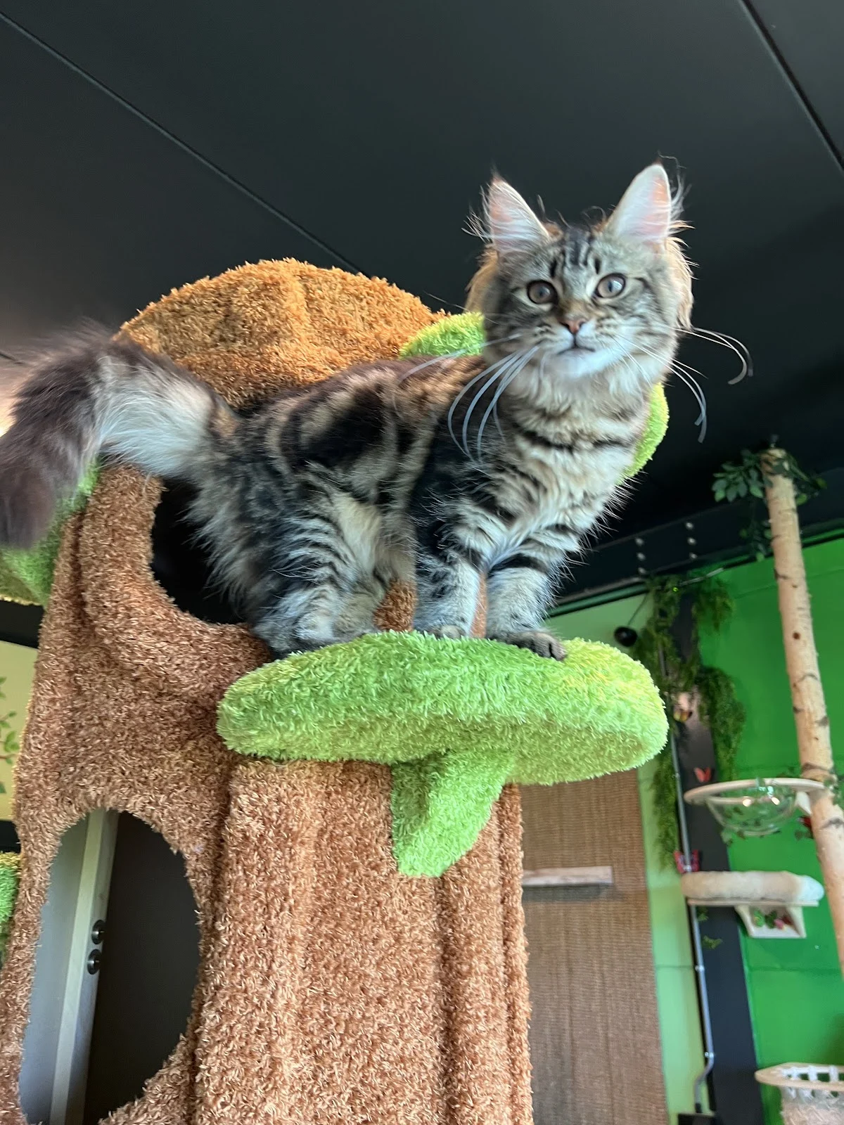 Katten Hotel Dronten