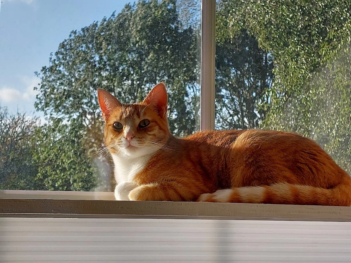 Kattenhotel Pikatso