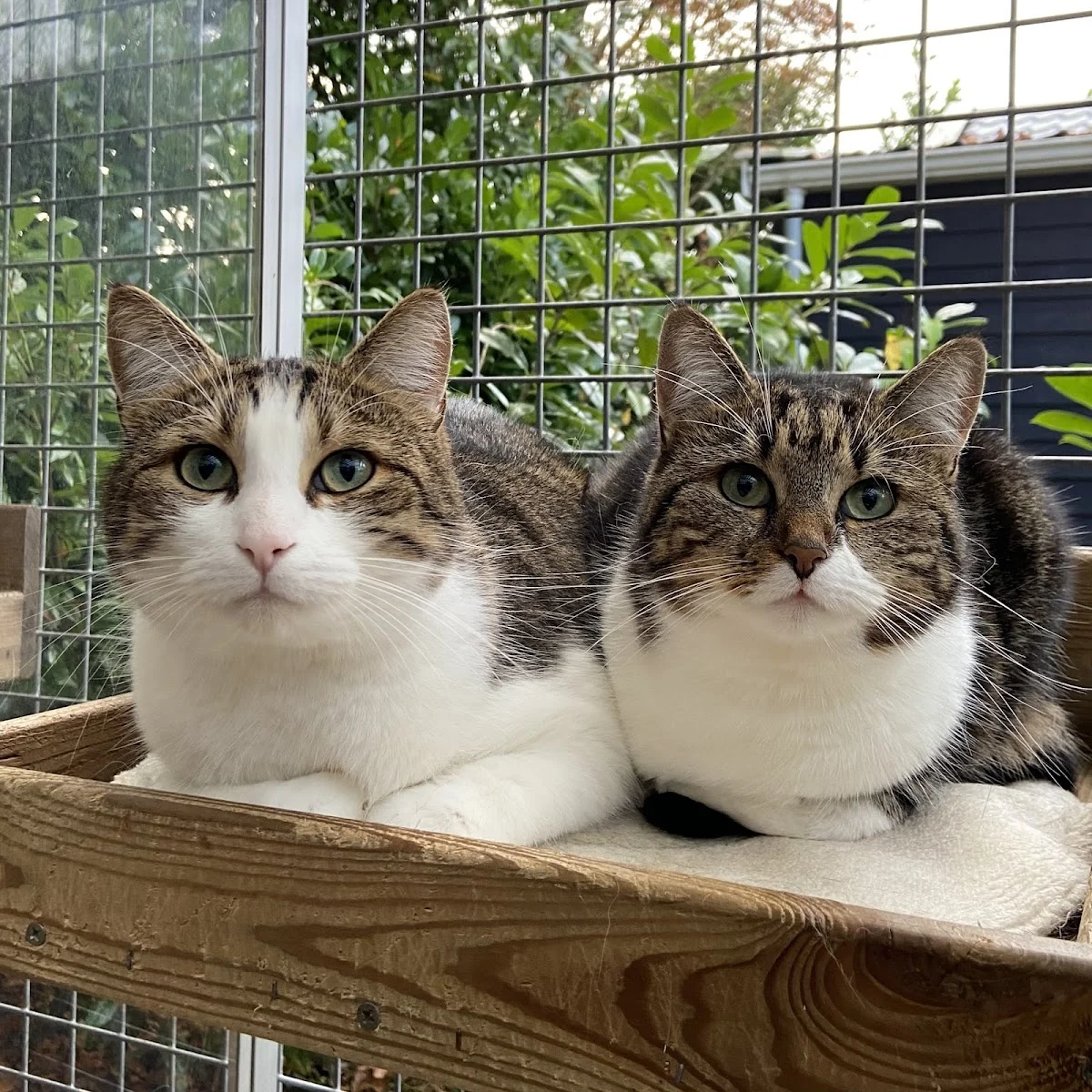 Kattenhotel Shakira - 2