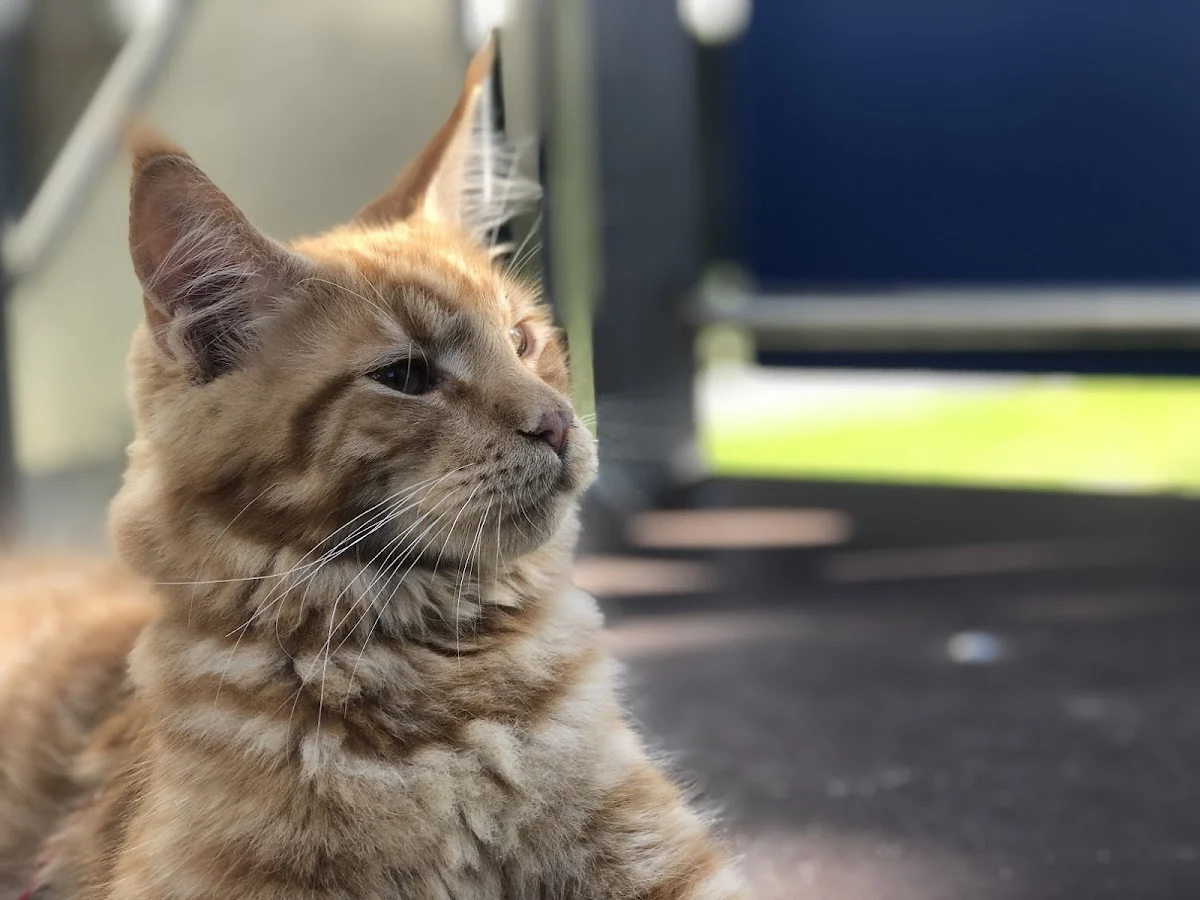 Kattenhotel Stroowaert