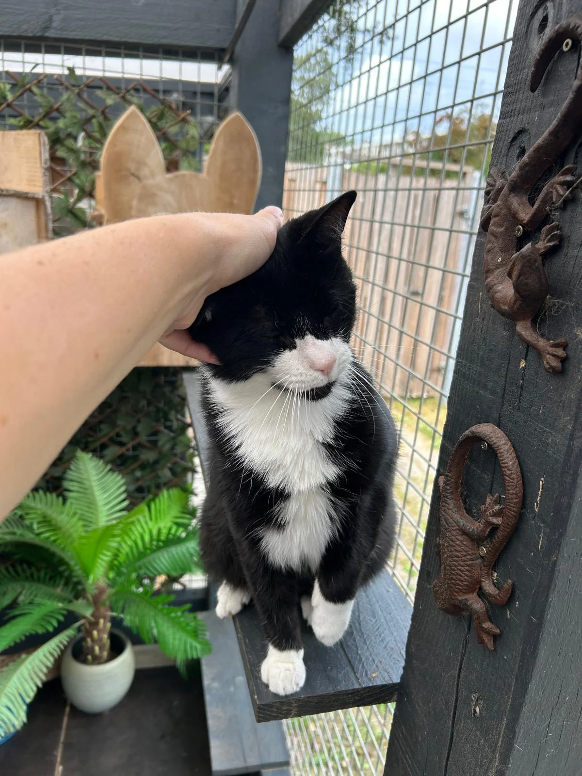 Kattenhotel Tompoes