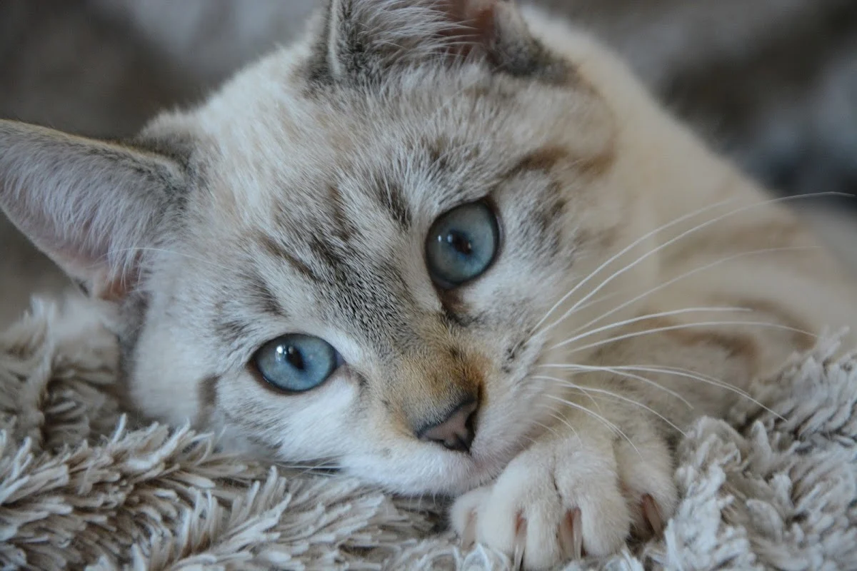 Kattenoppas Almere - 2