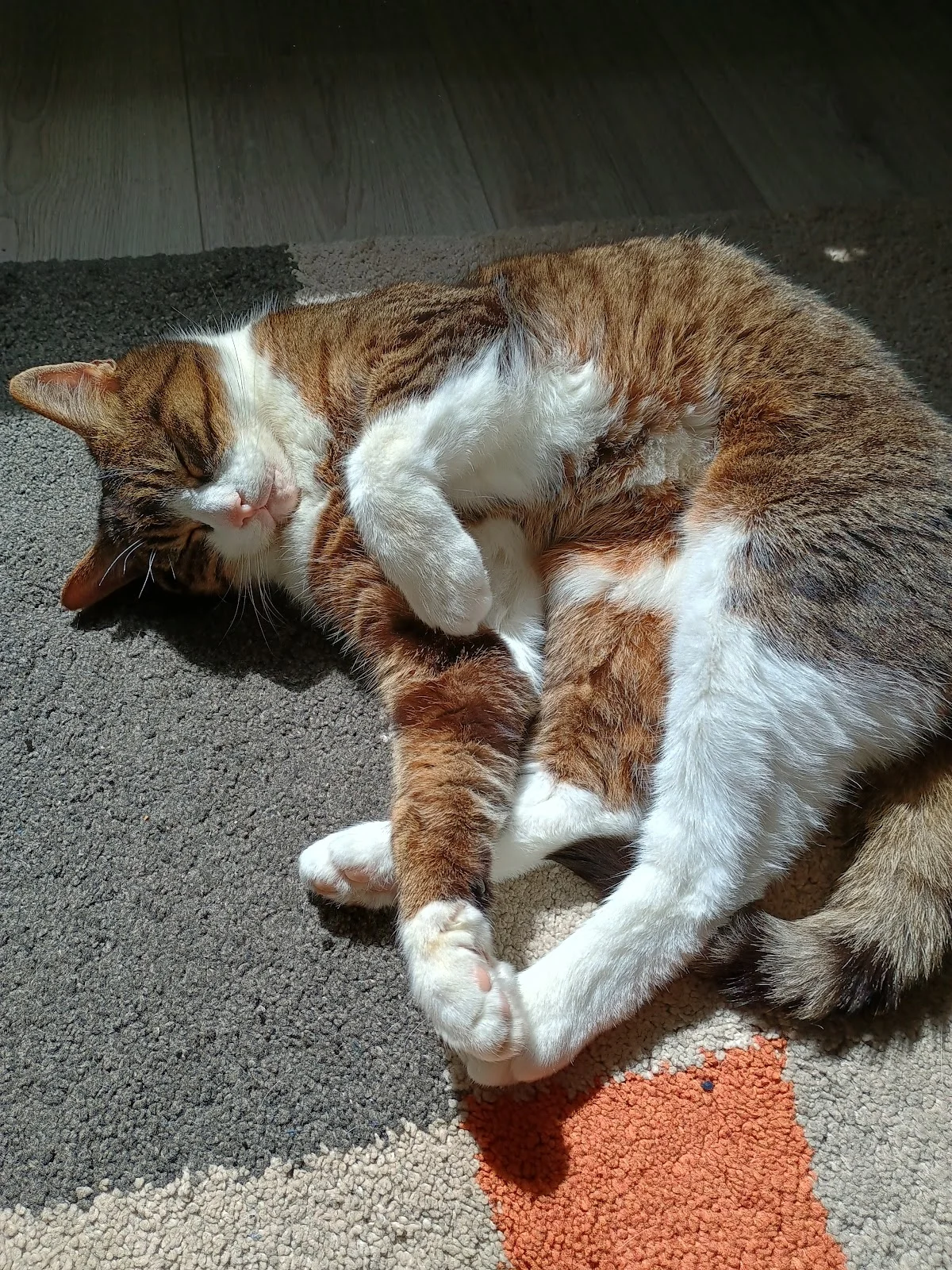 Kattenoppas Assen - 2