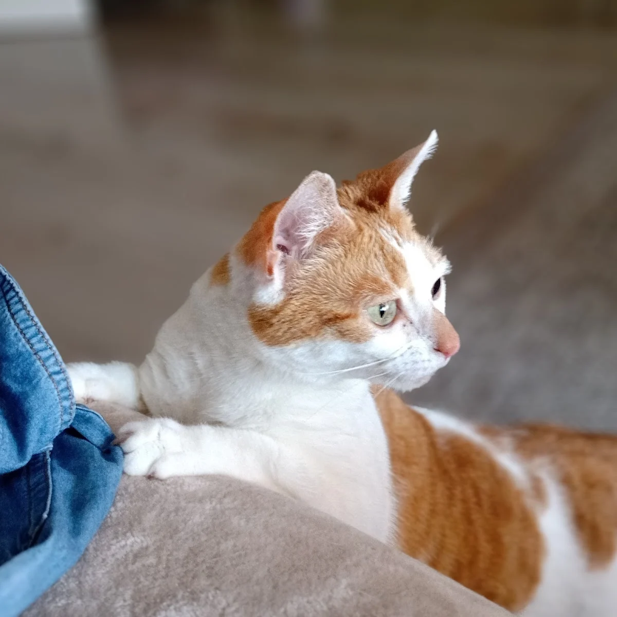 Kattenoppas Assen