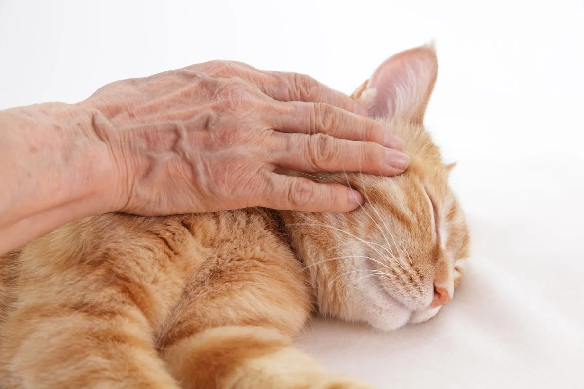 Kattenoppas - Thuisdierzorg Vechtstreek - 2