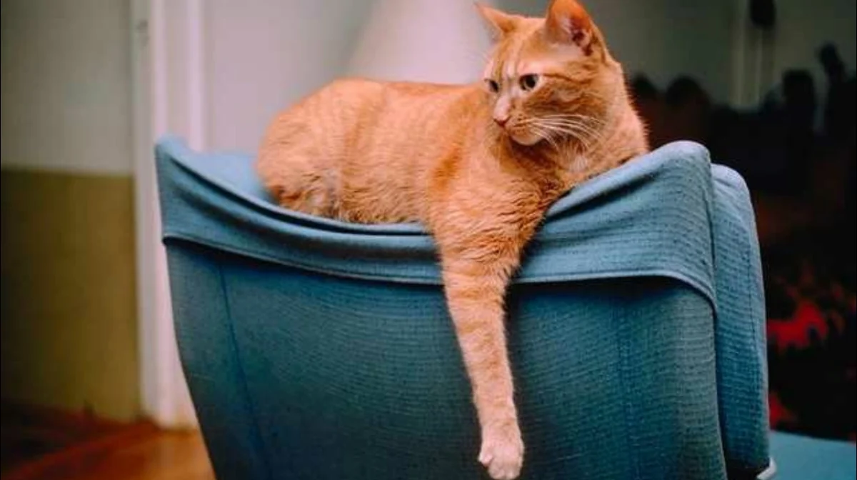 Kattenoppas - Thuisdierzorg Vechtstreek