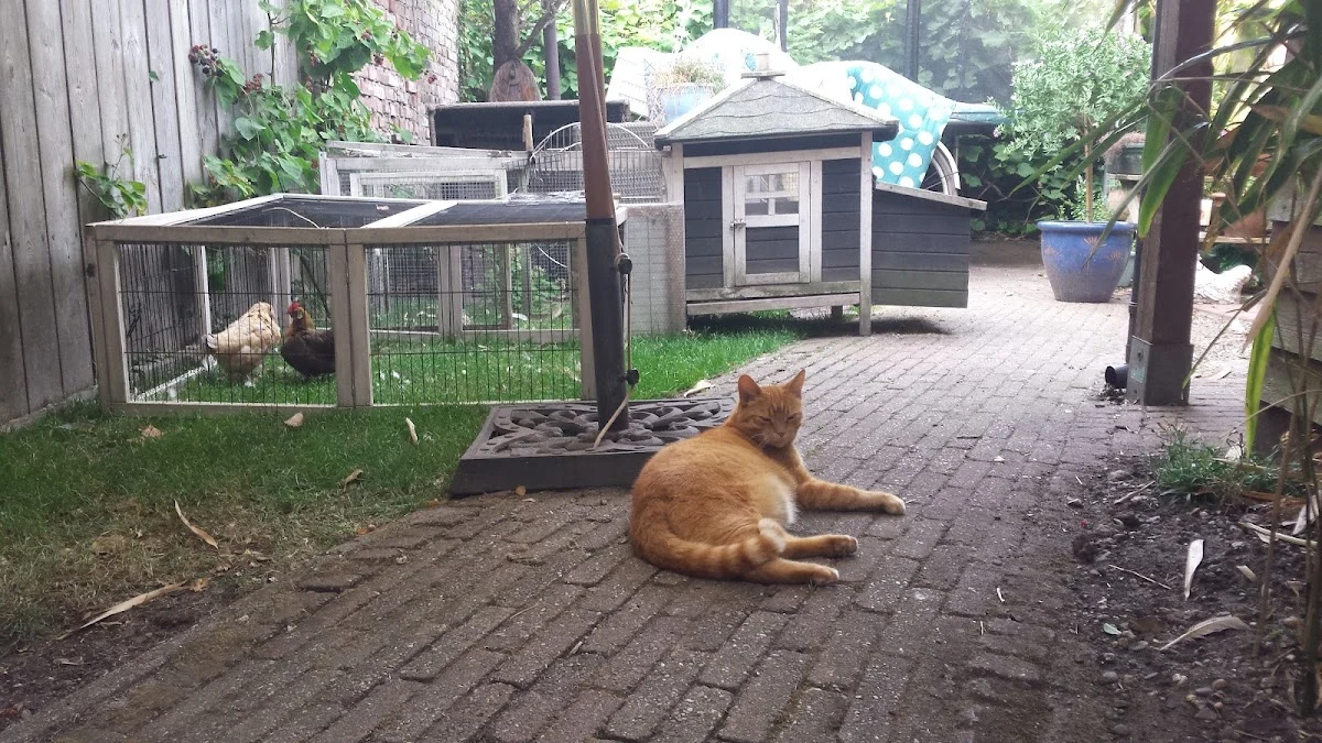 Kattenoppas Utrecht - 2