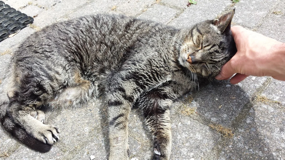 Kattenoppas Utrecht