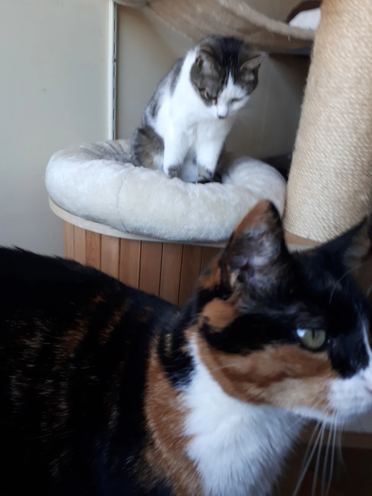 Kattenpension den Hoet - 2