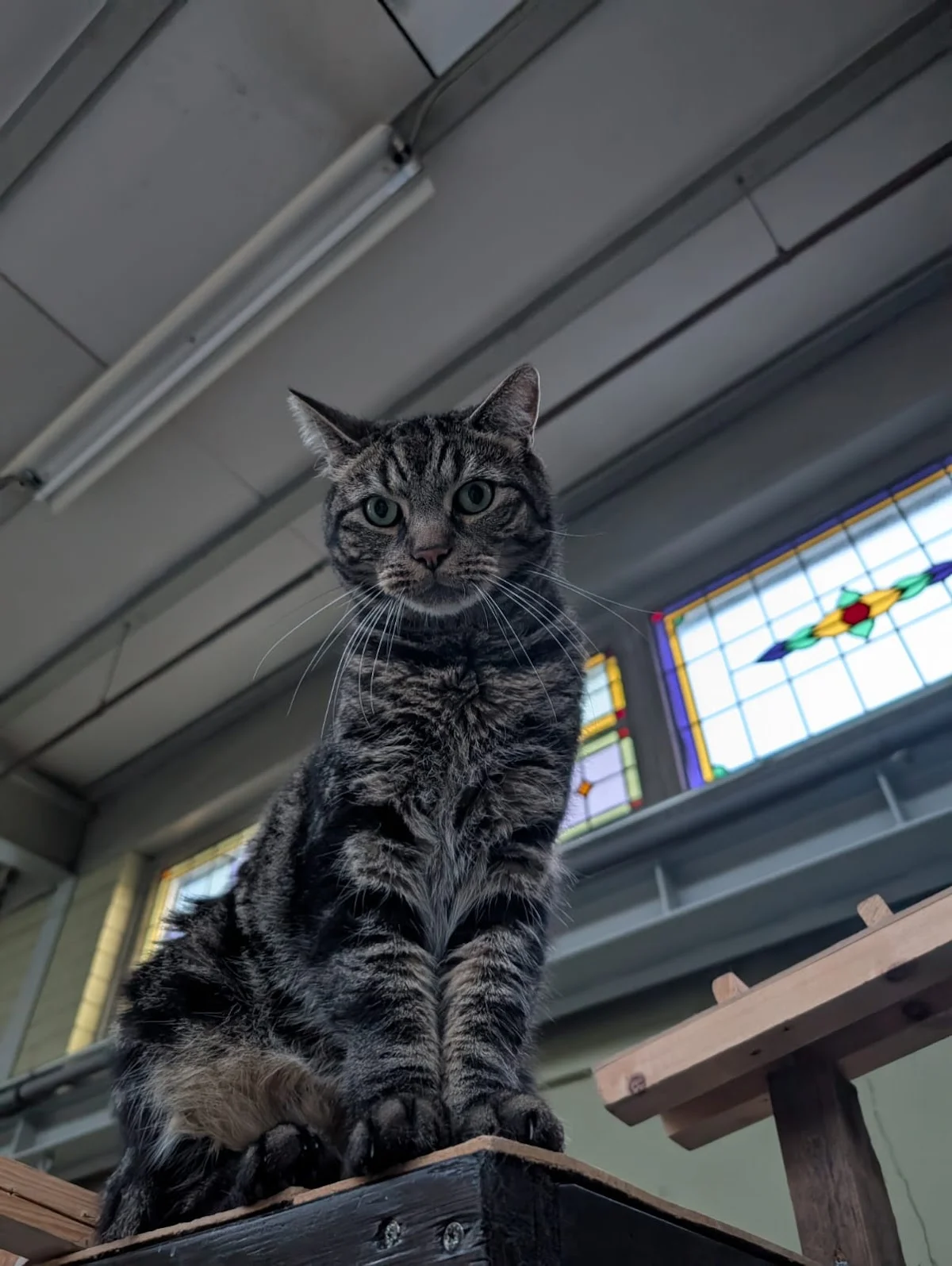 Kattenpension d'n Diesdonk